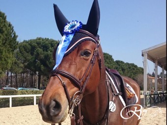 Champion de Quidam RV en amazone Maureen Bonder presteren goed op CSI*** Arezzo 2015.