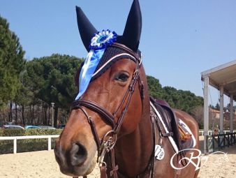 Champion de Quidam RV en amazone Maureen Bonder presteren goed op CSI*** Arezzo 2015.