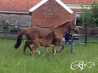 Zeer blij met de geboorte van deze mooie bruine Genius hengst, met de afstamming: Genius x Mr.Blue x Calvados x Concorde.