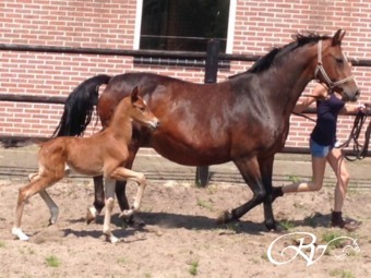 Heel mooi Genius hengstveulen geboren met de afstamming Genius x Wolfgang.