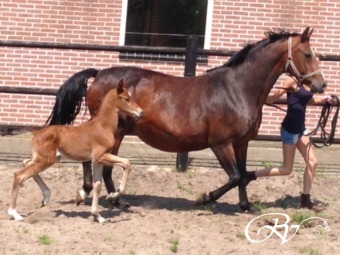 Heel mooi Genius hengstveulen geboren met de afstamming Genius x Wolfgang.