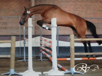 Heaven RV met een 3e plaats in zijn groep voorlopig keur verklaard op Centrale Keuring Tolbert.