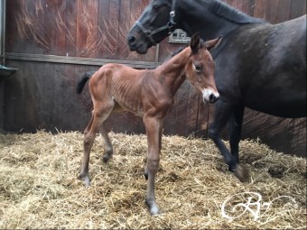 Heel blij met de geboorte van merrieveulen Lalique RV (Verdi x Concorde x Emilion).