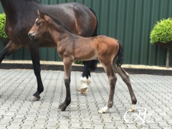 Top hengstveulen geboren van Cicero Z uit de merrie Fantastique RV (Mr. Blue x Emilion).