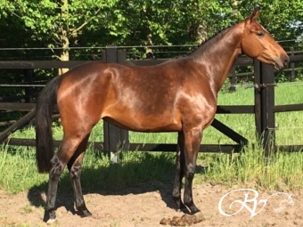  Drie 3 jarige merries stamboek exterieur Ster geworden via thuiskeuring. (foto Elvis ter putte x Concorde)