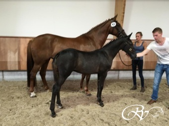 Levisto Blue RV Z (Levisto Z x Mr. blue) verkocht op Veulenveiling Prinsjesdag aan dhr. Jan Vink (Stoeterij Blackhorse)