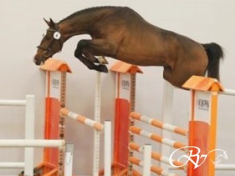 Top springpaard met top springgenen Just Blue RV (Action Breaker x Mr. Blue x Emilion) aangewezen voor de 2e bezichtiging in 's Hertogenbosch. (VERKOCHT NAAR SPANJE).