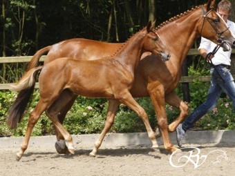 Jikke II RV (Action Breaker x Mr. Blue) verkocht op de Prinsjesdag veulenveiling aan stal van der Vleuten.