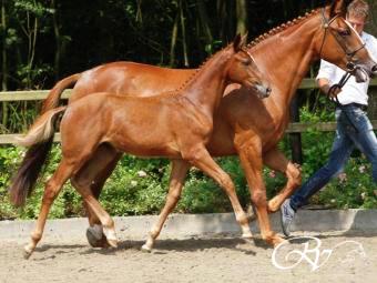 Jikke II RV (Action Breaker x Mr. Blue) verkocht op de Prinsjesdag veulenveiling aan stal van der Vleuten.