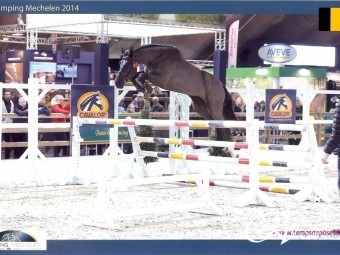 Eén van de beste Belgische moederlijnen naar Stoeterij Renken gehaald. Miracle van't Meulenhof (Nabab de reve x Lord Z x Carthago Z) zal eerst ingezet worden om embryo's mee te spoelen.