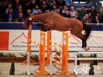 King of Action RV (Action Breaker x Emilion) is aangewezen voor het KWPN verrichtingsonderzoek.