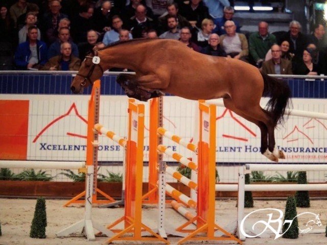 King of Action RV (Action Breaker x Emilion) is aangewezen voor het KWPN verrichtingsonderzoek.