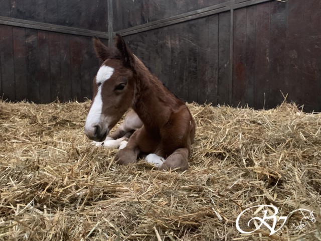 First foal of the year is born!