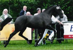 Nakomeling Unique RV (Concorde x Emilion) 12e plaats vrijspringen op de Nationale KWPN merriekeuring in 2004.