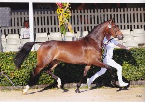 Nakomeling Fantastique RV (Mr. blue x Emilion) Reserve Kampioen Provincie Groningen 2013. Nationale merriekeuring merrie 2013.