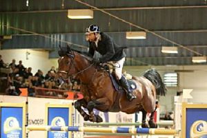 Halfbroer van de moeder van Diamond Blue RV is het Internationale 1.45m. springpaard Varchi (Poor boy) met ruiter Jacob Hellstrom.