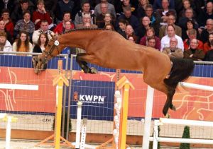 Volle zus van grootmoeder Balou RV is ook grootmoeder van de KWPN goedgekeurde hengst Genius (Baloubet du Rouet). Kampioen hengstenkeuring 2014.