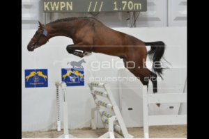 Europe RV (Mr. Blue x Cassini I) finally approved Zangersheide stallion. Jumping youngster 1.35m classes with rider Marc Houtzager.