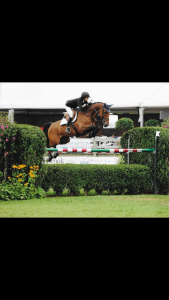 What ever RV (Murano x Amethist) jumping 1.50m with rider Jur Vrieling and Jeffrey Welles and Champion of the USA young riders 1.45m level with amazon Dana Scott in 2012.
