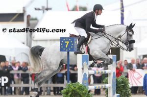 Offspring Amadeus Z (Artos Z) Grand Prix 1.60m horse and Zangersheide Approved.