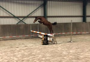 Elite RV Z jumping fantastic!